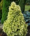 PICEA GLAUCA ''DAISY'S WHITE''